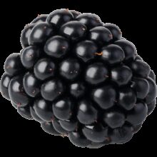 Earths best organic blackberry without stalk