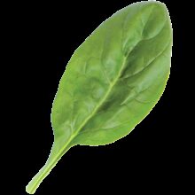 Earths best organic spinach