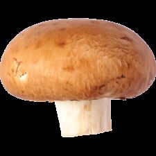 Earths best organic mushroom