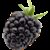 Earths best organic blackberry with stalk