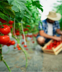Organic big
